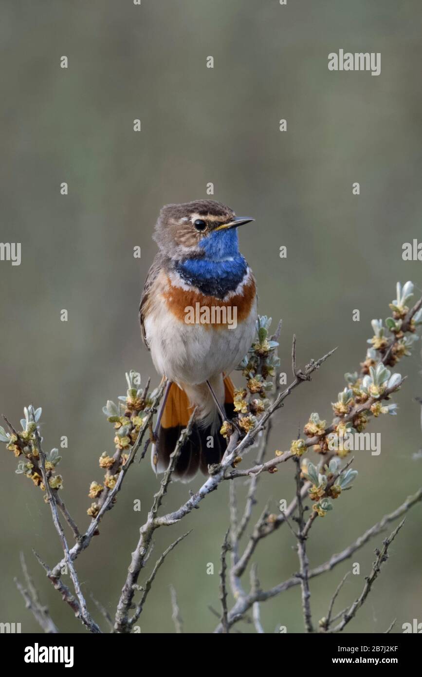 Bluethroat / Blaukehlchen ( Luscinia svecica ) adult white spotted male, perched on seabuckthorn, watching, territorial behavior, wildlife, Europe. Stock Photo