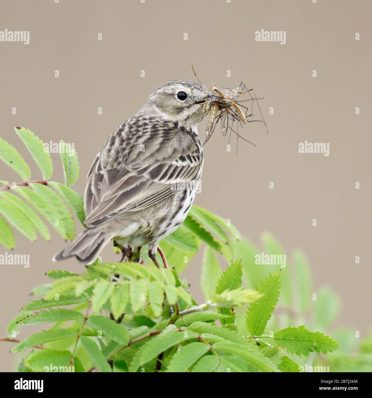 Meadow Pipit ( Anthus pratensis ) perched on top of branch of a bush, with prey in its beak to feed chicks, wildlife, Europe. Stock Photo