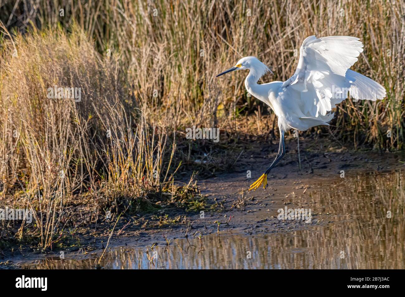 A Snowy Egret (Egretta thula) coming in for a landing in Merritt Island