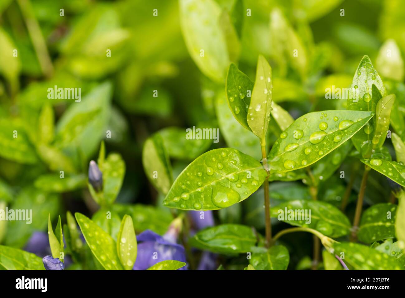 Close up water drops on a periwinkle plant leaf, healthy live and clean water concept. Selective