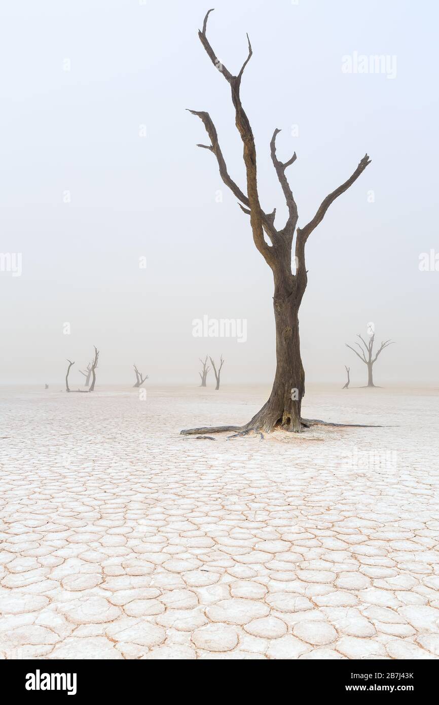 Akacia tree hi-res stock photography and images - Alamy