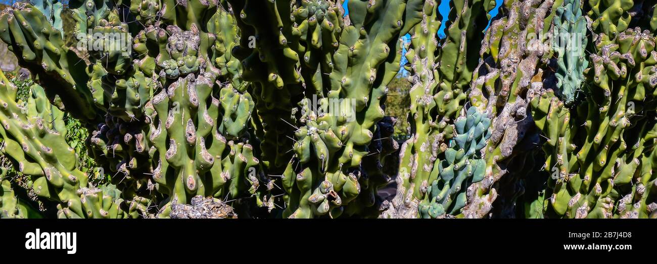 A close up panoramic format of a cluster of Curiosity Cacti with blue, Bluegreen, age corking and spines on areoles in the American Southwest Stock Photo