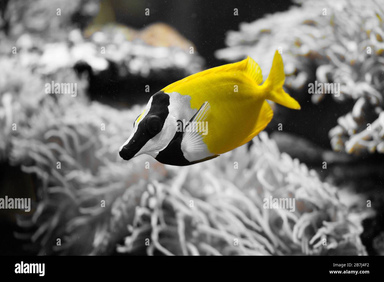 The foxface rabbitfish (Siganus vulpinus). Tropical marine aquarium ...