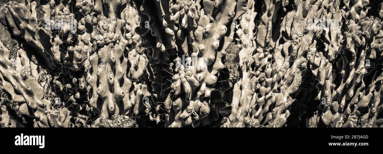 A close up panoramic format of a cluster of Curiosity Cacti with totem pole cacti, age corking, lumps and spines on areoles in the American Southwest Stock Photo