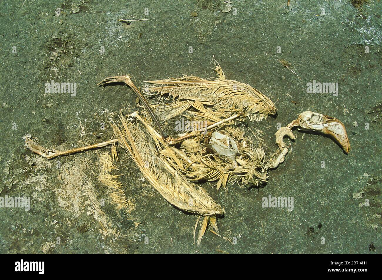 Dead Flamingo, Kenya, Lake Bogoria, Africa, carcas laying on dried soda lake Stock Photo