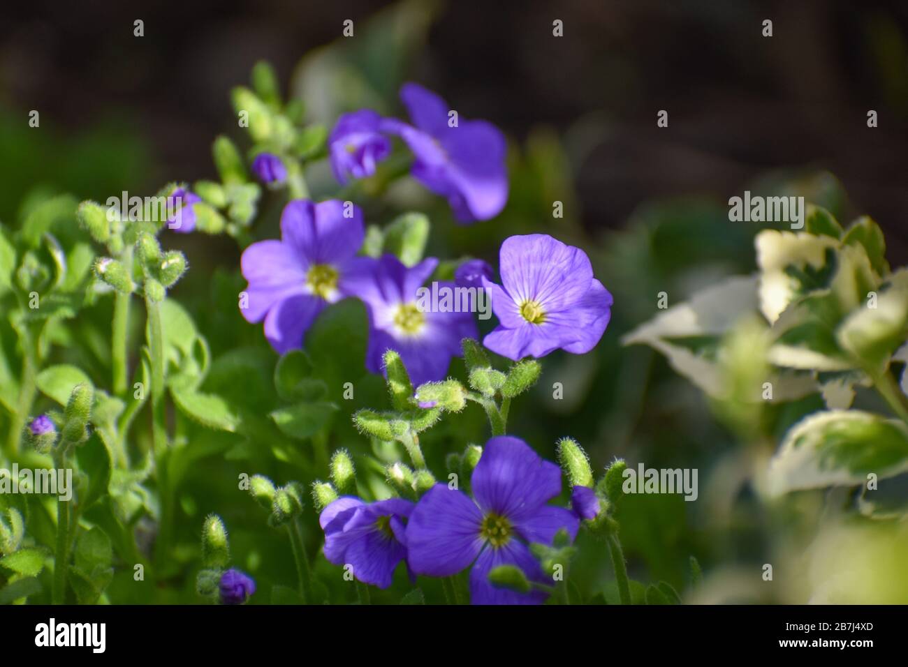 A close view of beautiful light purple blue aubretia flowers against green leaves in Spring Stock Photo