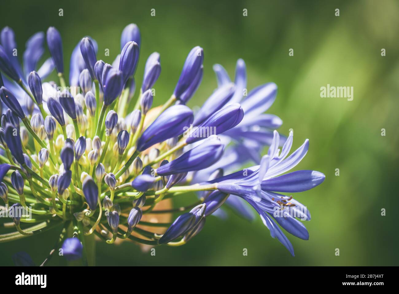 Blue flowers and buds of African lily also known as Agapanthus africanus Stock Photo