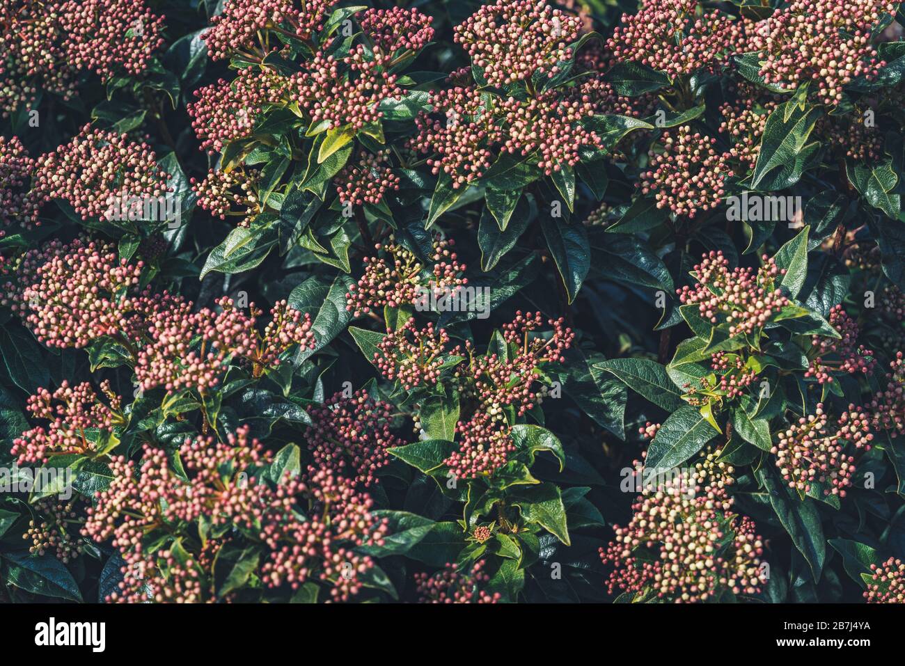 Viburnum Tinus 7 5 Ltr Perfect For Plants