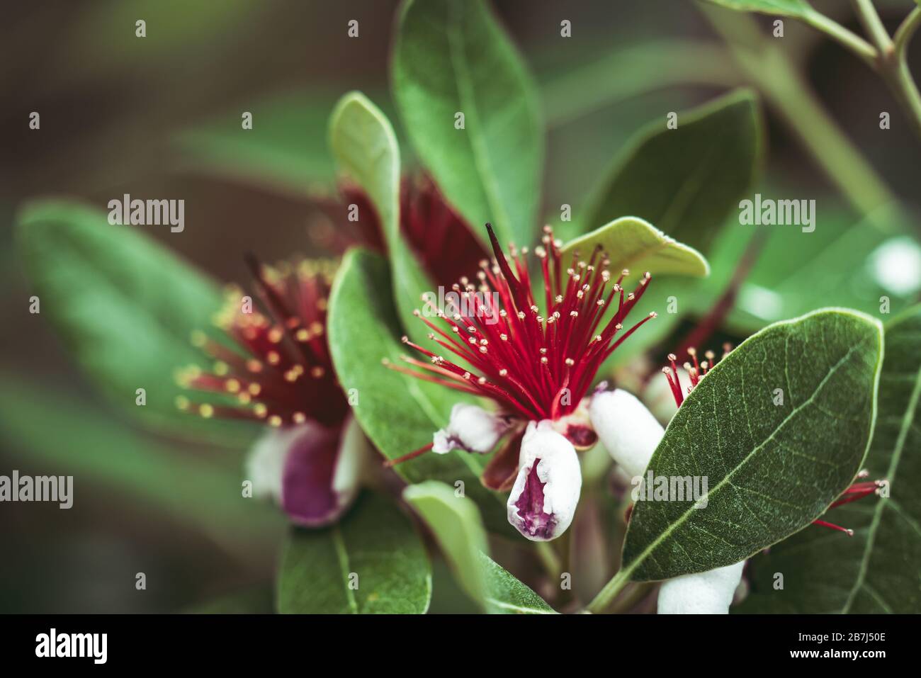 Exotic red flowers of Pineapple Guava tree also known as Feijoa