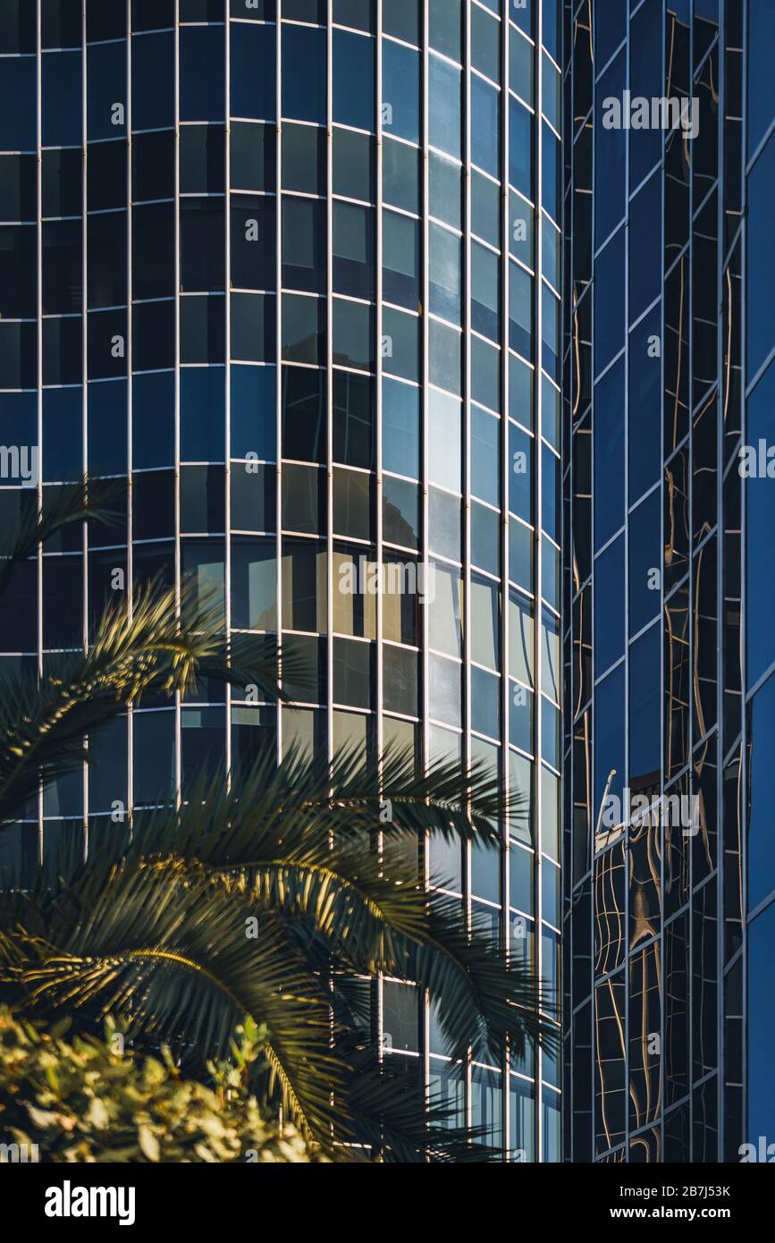 Palm trees growing in front of a curved glass office building Stock Photo