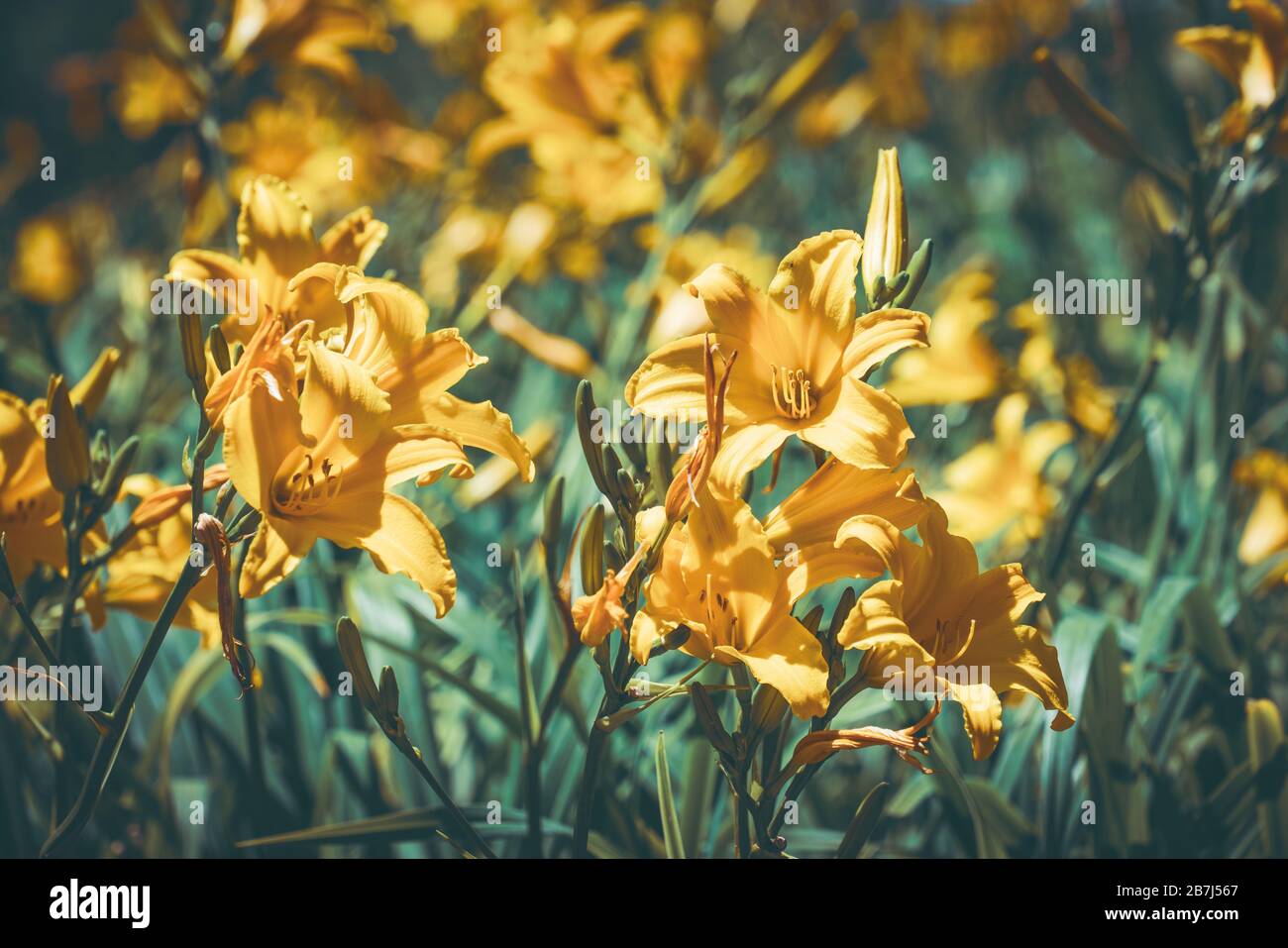 Yellow flowers of Daylily also known as Hemerocallis sp. Stock Photo