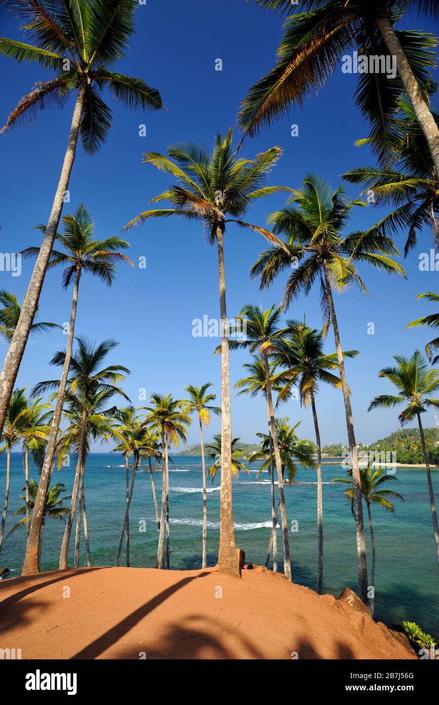 Sri Lanka, Mirissa, coconut tree hill Stock Photo