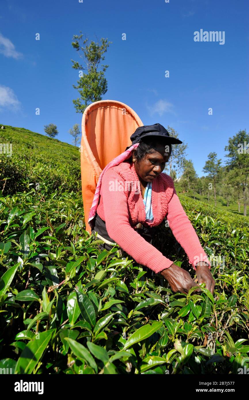 Sri Lanka, Nuwara Eliya, tea plantation, tamil woman plucking tea leaves Stock Photo