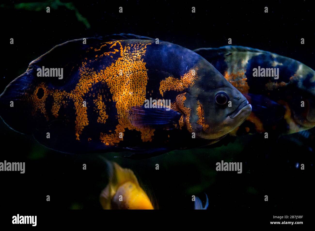Freshwater aquarium fish, The oscar (Astronotus ocellatus) Stock Photo