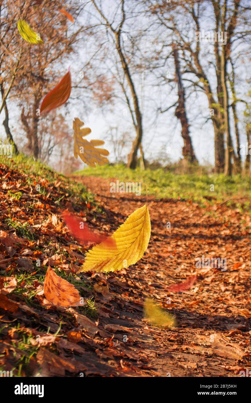 Border frame of autumn leaves falling on landscape background. Sunny fall season leaves Stock Photo
