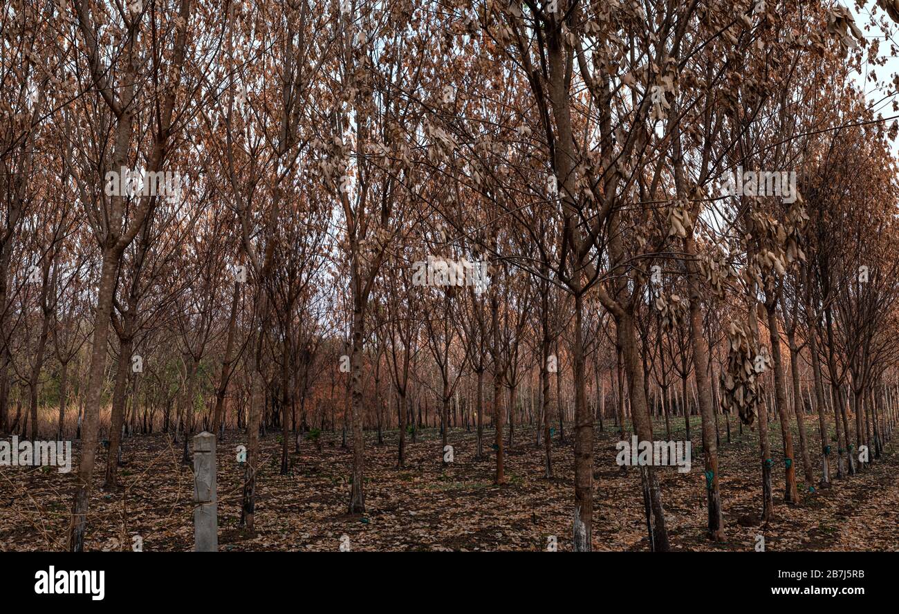 Para rubber trees hires stock photography and images Alamy