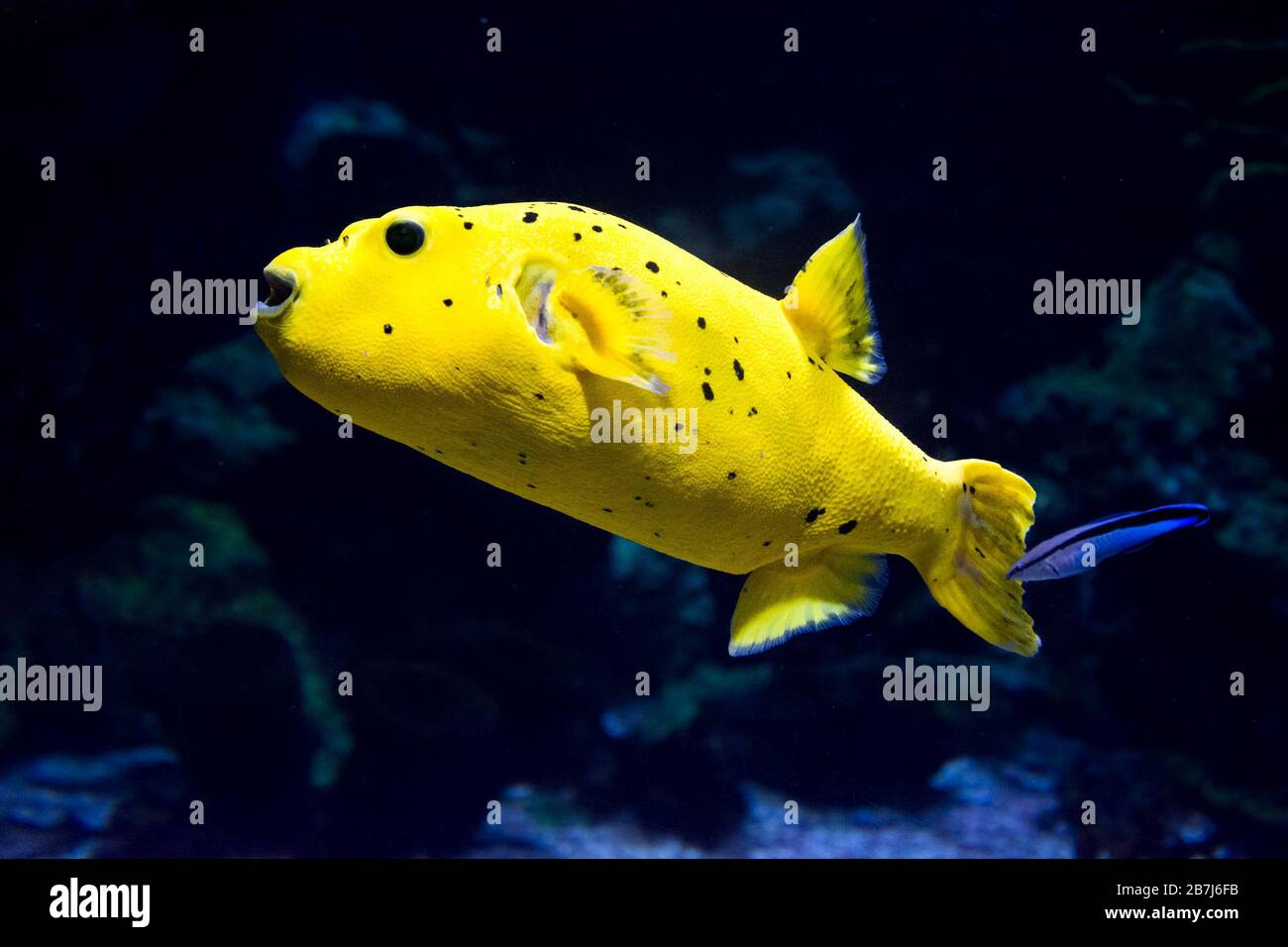 The blackspotted puffer (Arothron nigropunctatus). The dog-faced puffer fish, is a tropical marine fish belonging to the family Tetraodontidae. Stock Photo