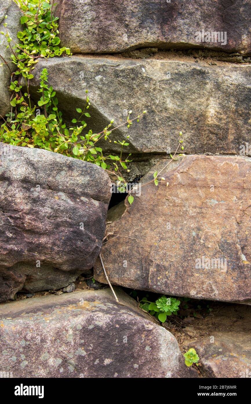Vegetation growing between concrete hi-res stock photography and images ...