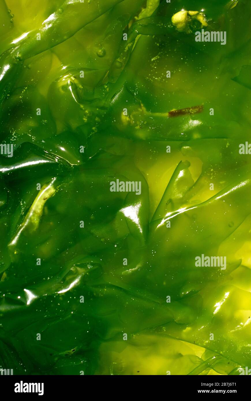 Floating Sea Lettuce off the beach in Zanzibar Stock Photo