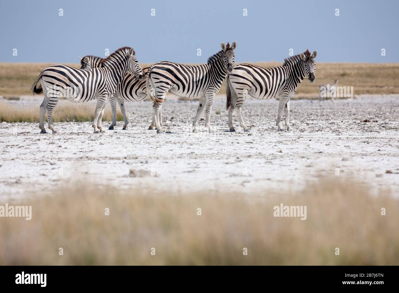 Zebras migration Makgadikgadi Pans National Park Botswana Stock
