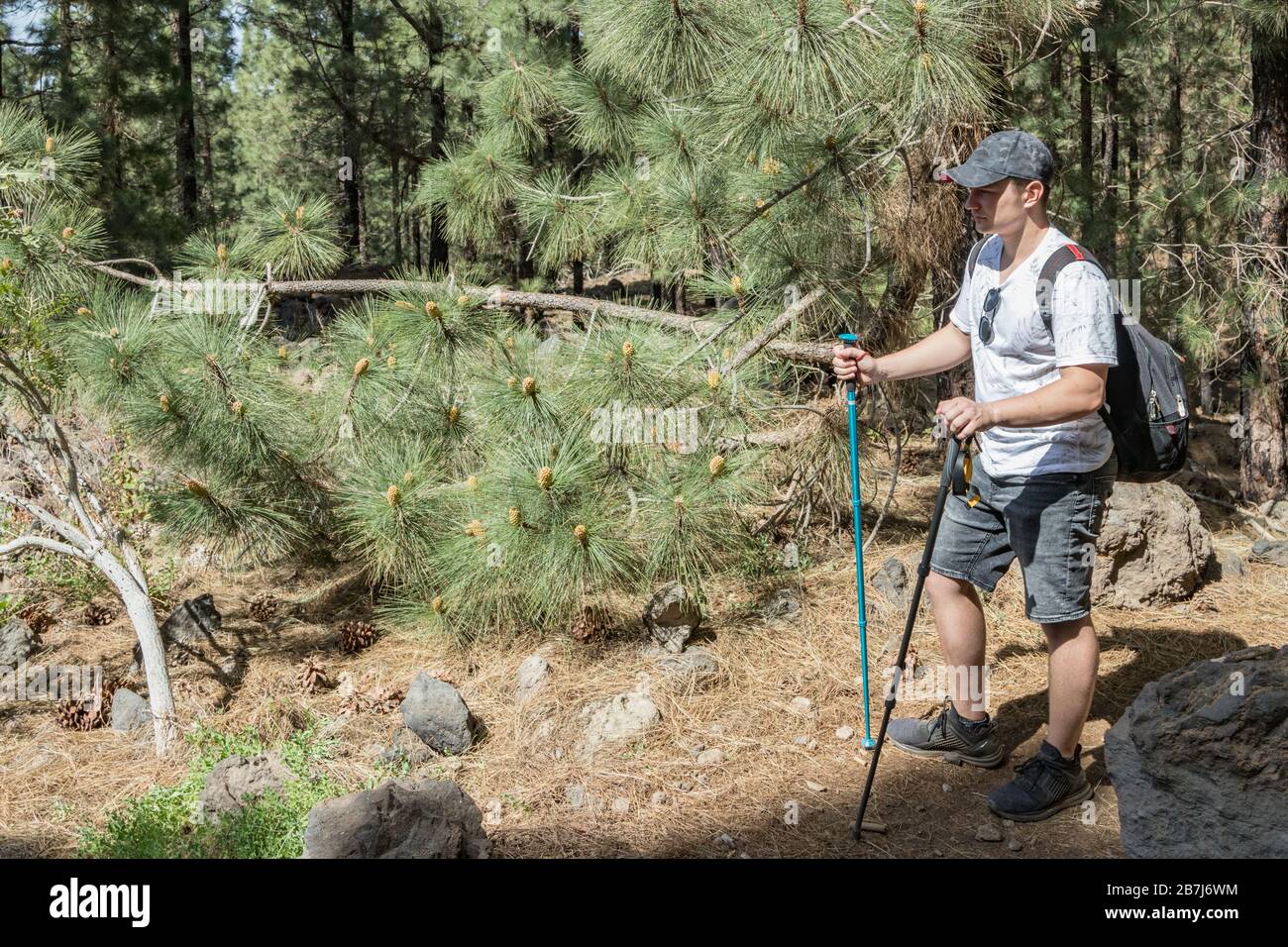 Young traveler in a cap with backpack and two hiking sticks stops and rests. Pine tree forest near the Volcano Arenas Negras. Tenerife, Canary Islands Stock Photo