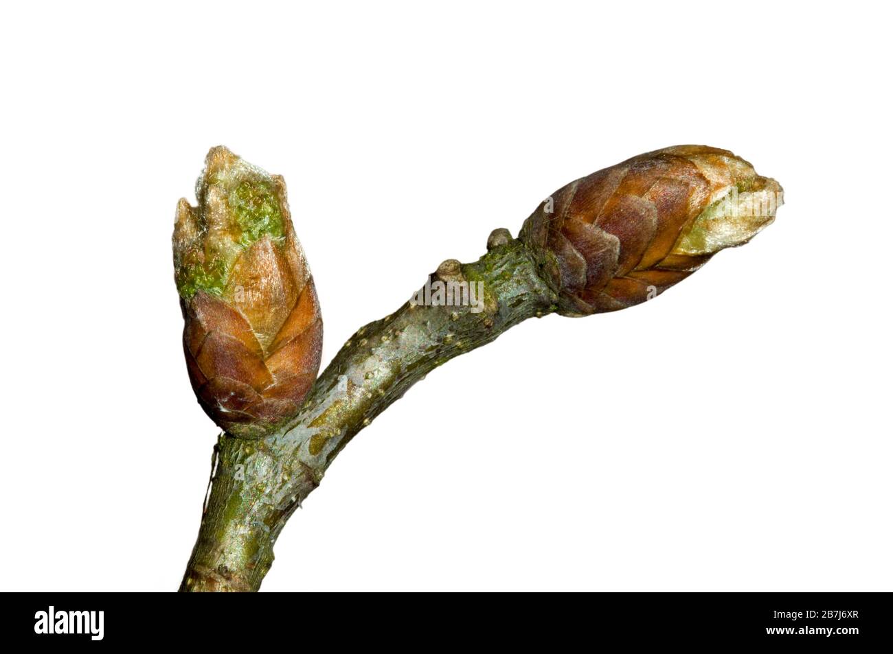 Common oak / pedunculate oak / English oak (Quercus robur) close up of twig with leaf buds opening in spring against white background Stock Photo