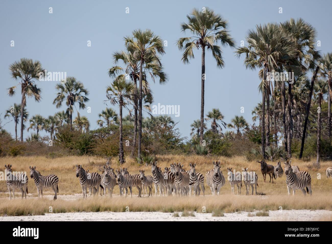 Zebras migration Makgadikgadi Pans National Park Botswana Stock