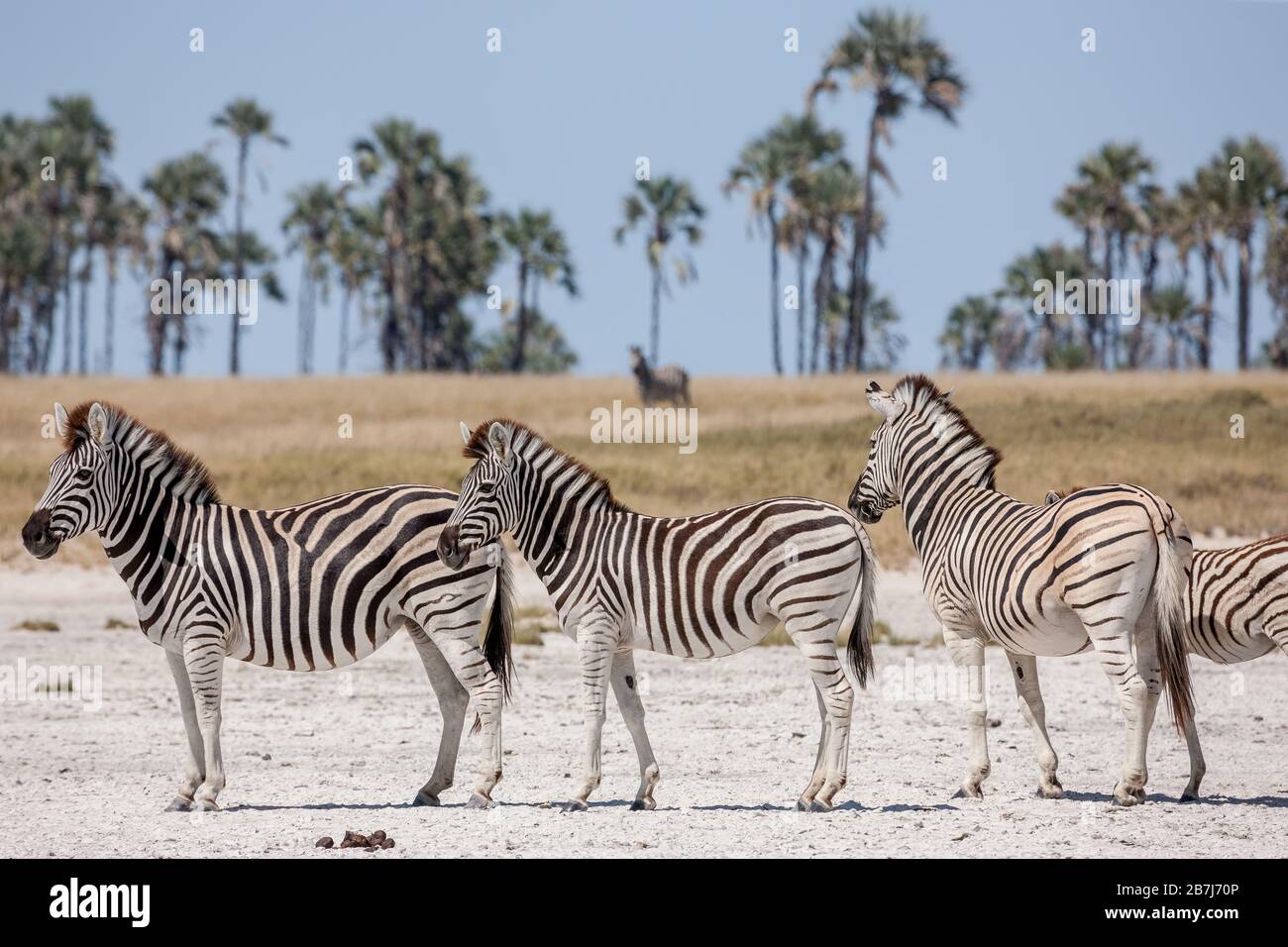 Zebras migration Makgadikgadi Pans National Park Botswana Stock