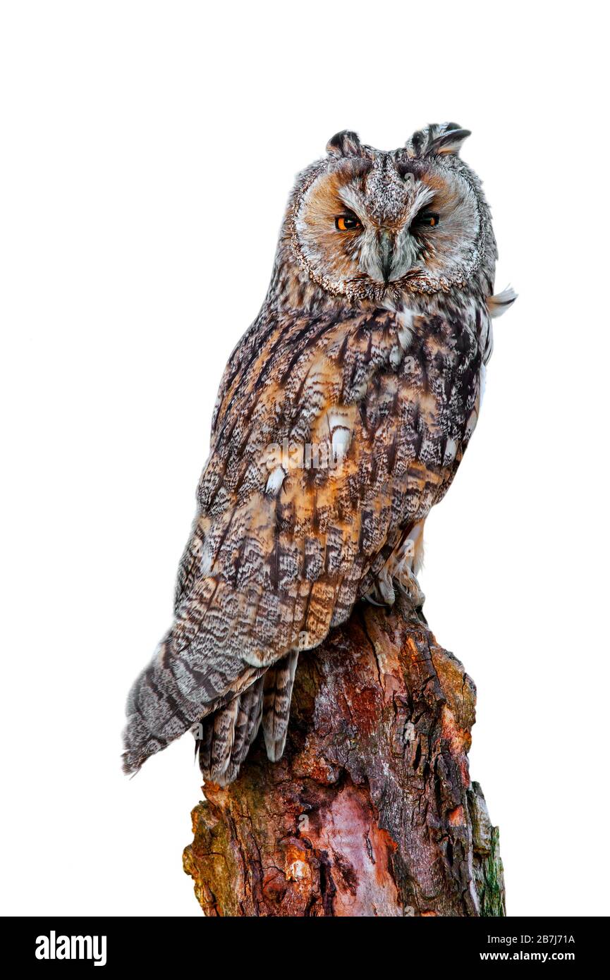 Long-eared owl (Asio otus) perched on tree stump against white background Stock Photo