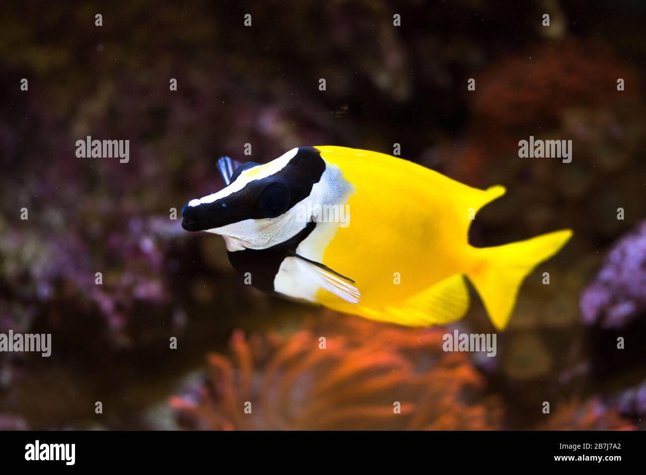 The foxface rabbitfish (Siganus vulpinus). Tropical marine aquarium ...
