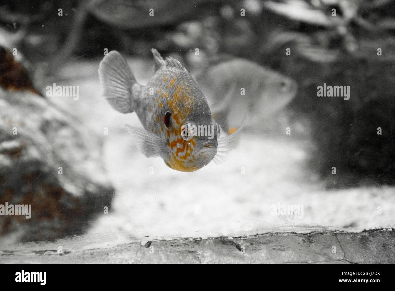 The pumpkinseed (Lepomis gibbosus) is a North American freshwater fish