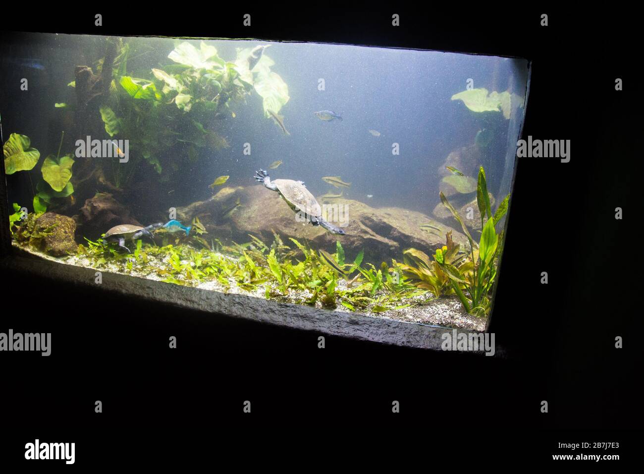Freshwater aquarium turtle, chrysemis, trachemis and more species in
