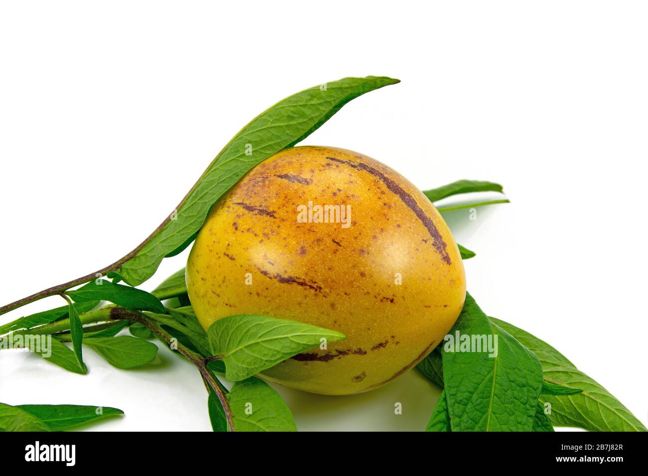 Ripe pepino, Solanum muricatum, against white background Stock Photo