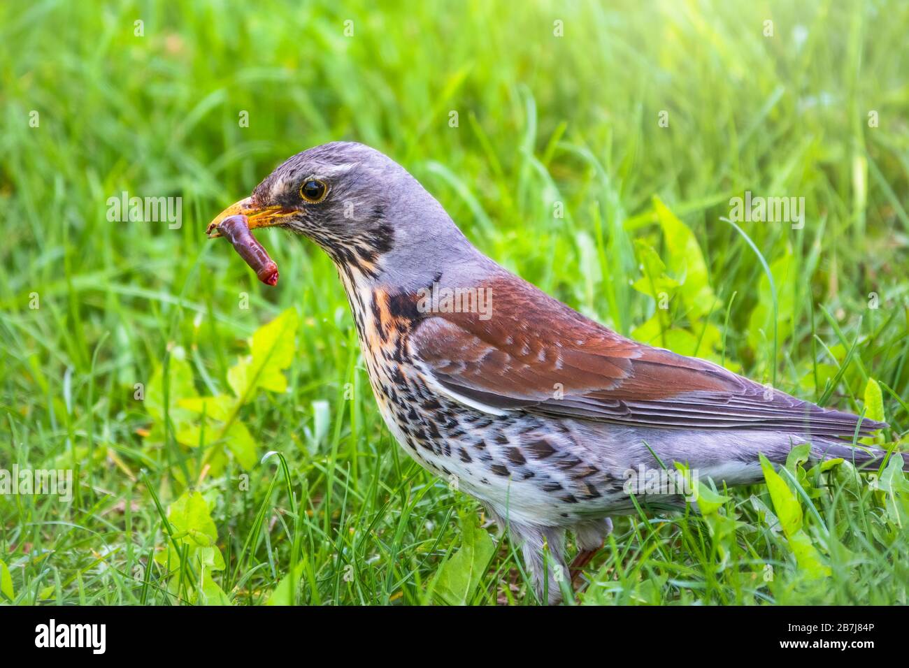Collecting worms food lawn hi-res stock photography and images - Alamy