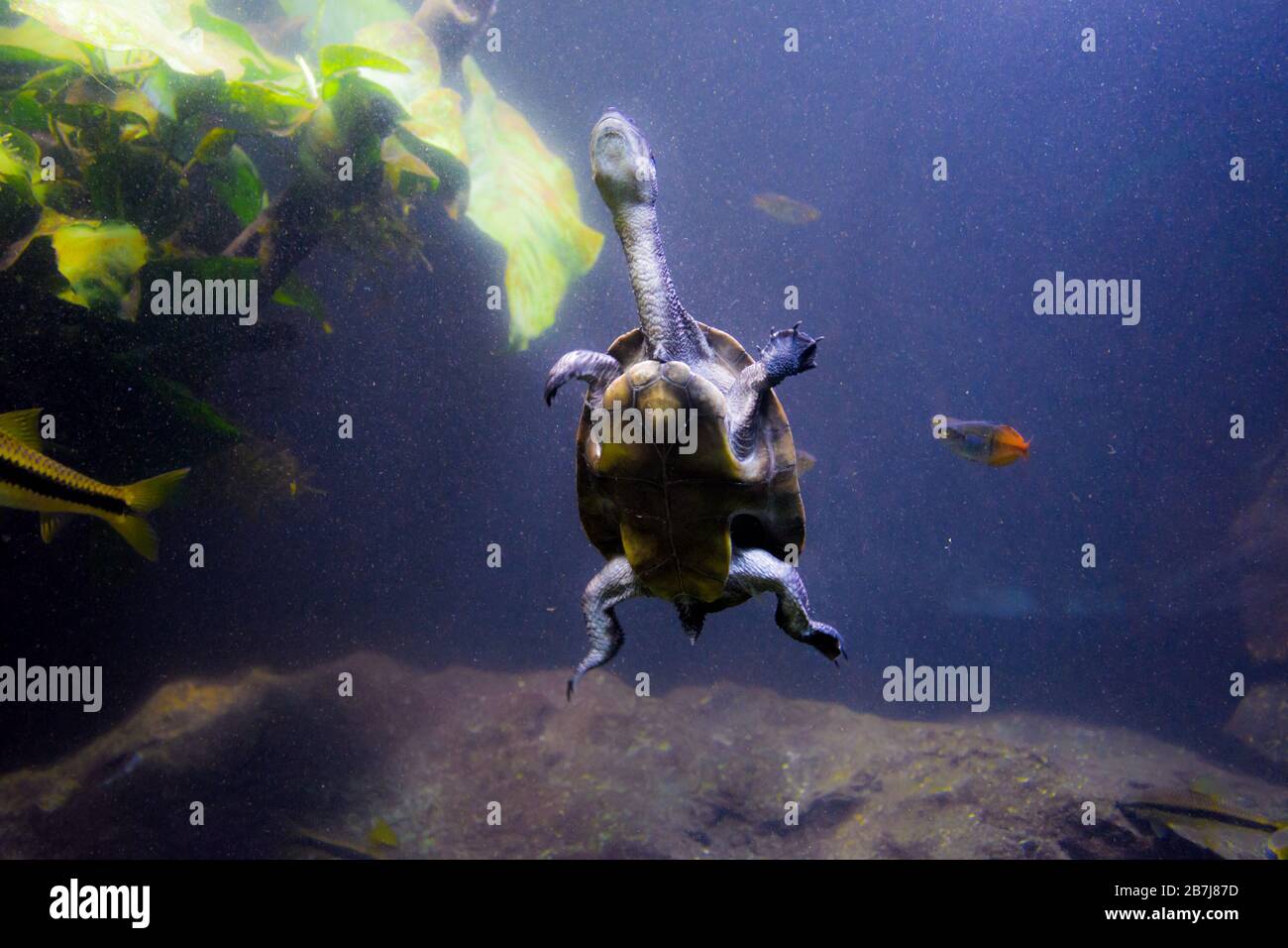 Freshwater aquarium turtle, chrysemis, trachemis and more species in aquarium Stock Photo