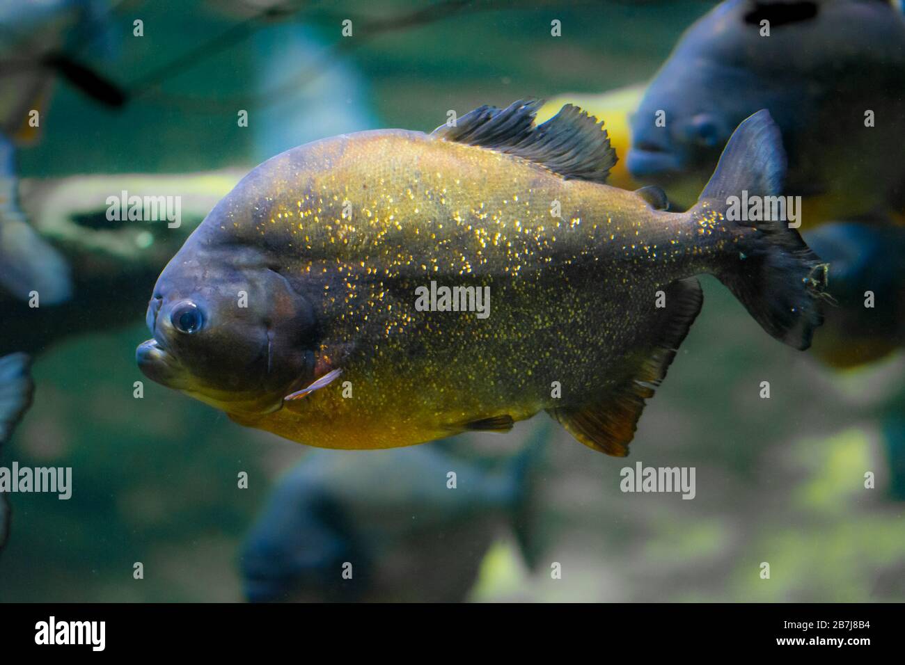 The red-bellied piranha, the red piranha (Pygocentrus nattereri) Stock Photo