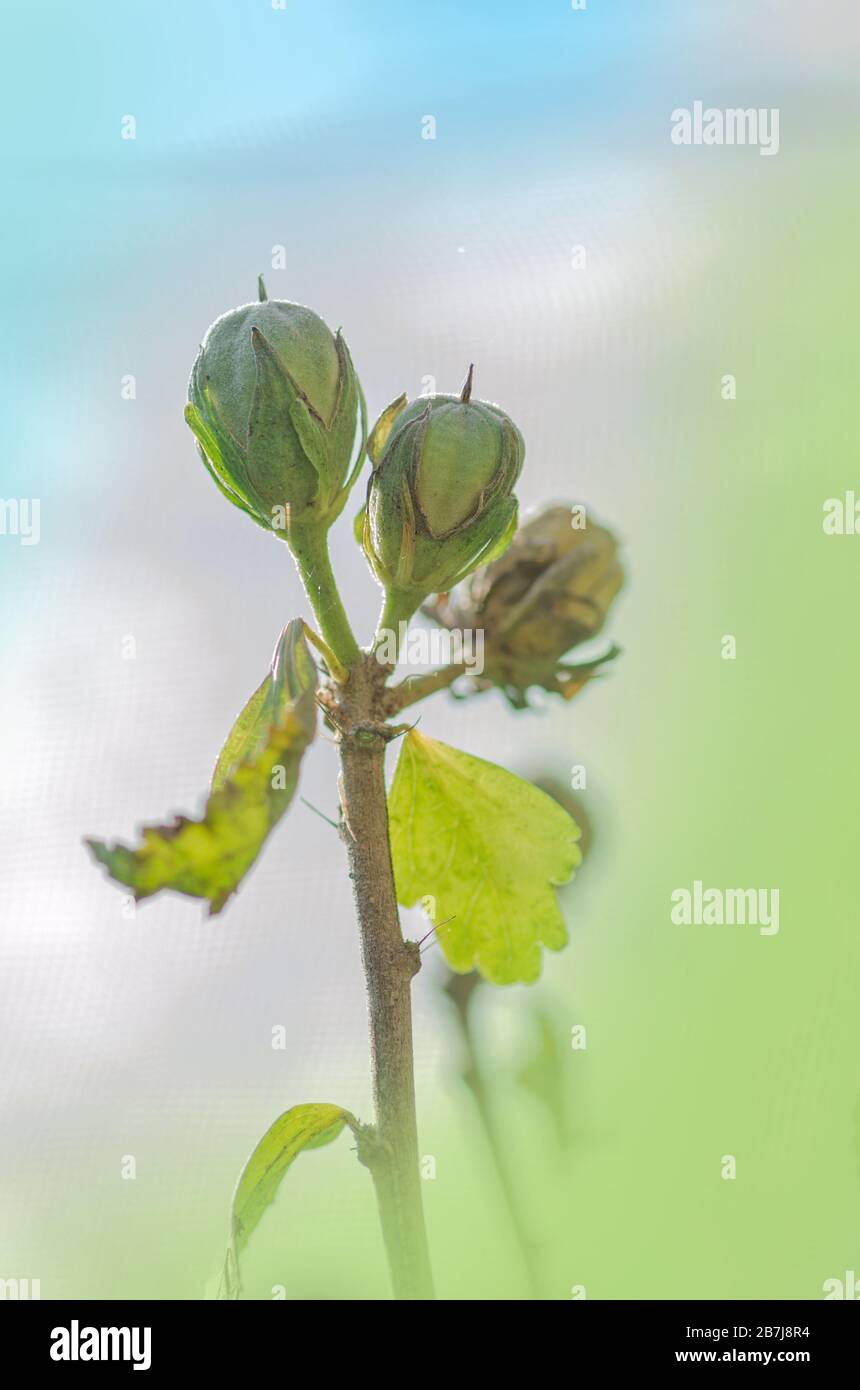 Collecting Hibiscus seeds from garden. How to collect Hibiscus flower