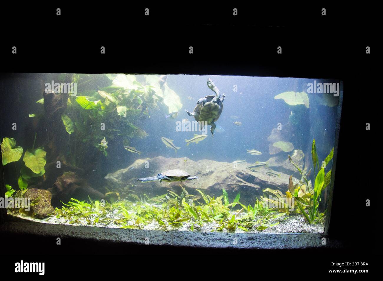 Freshwater aquarium turtle, chrysemis, trachemis and more species in