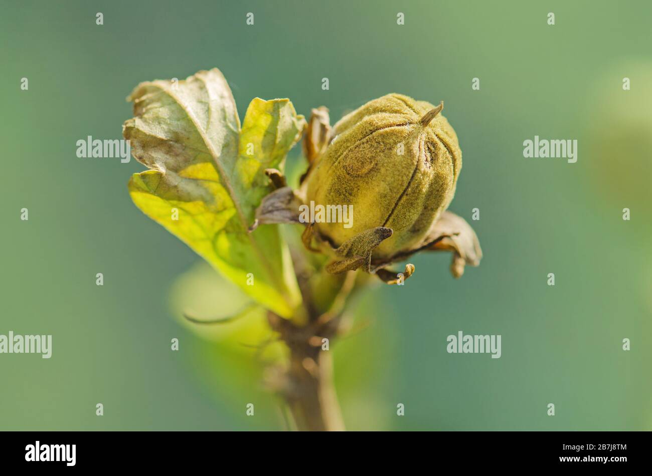 Hibiscus with seeds. How to collect Hibiscus flower seeds Stock Photo