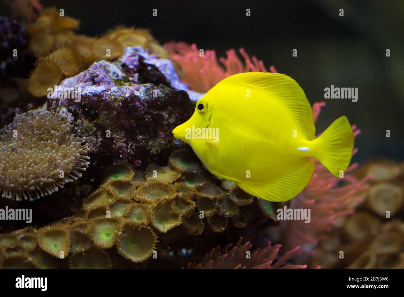 The yellow tang (Zebrasoma flavescens), salt water yellow aquarium fish