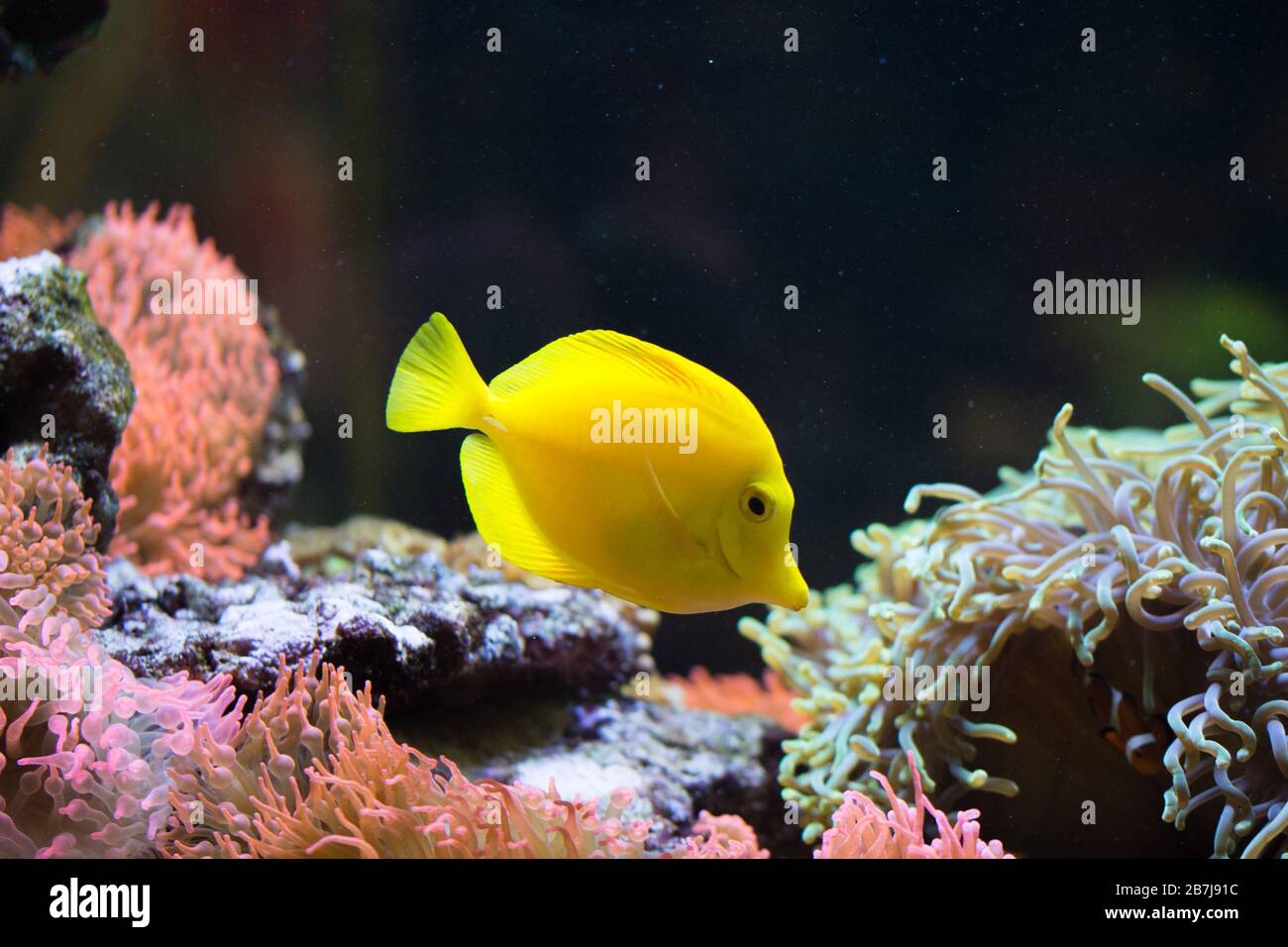 The yellow tang (Zebrasoma flavescens), salt water yellow aquarium fish