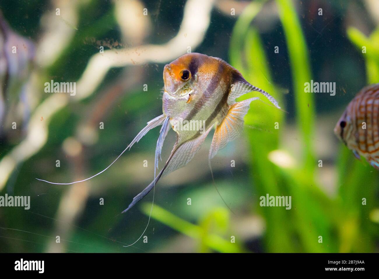 Freshwater Aquarium Fish Angelfish From Amazon River Pterophyllum Scallare Altum Stock Photo Alamy Freshwater Aquarium Fish Angelfish From Amazon River Pterophyllum Scallare Altum Stock Photo Alamy