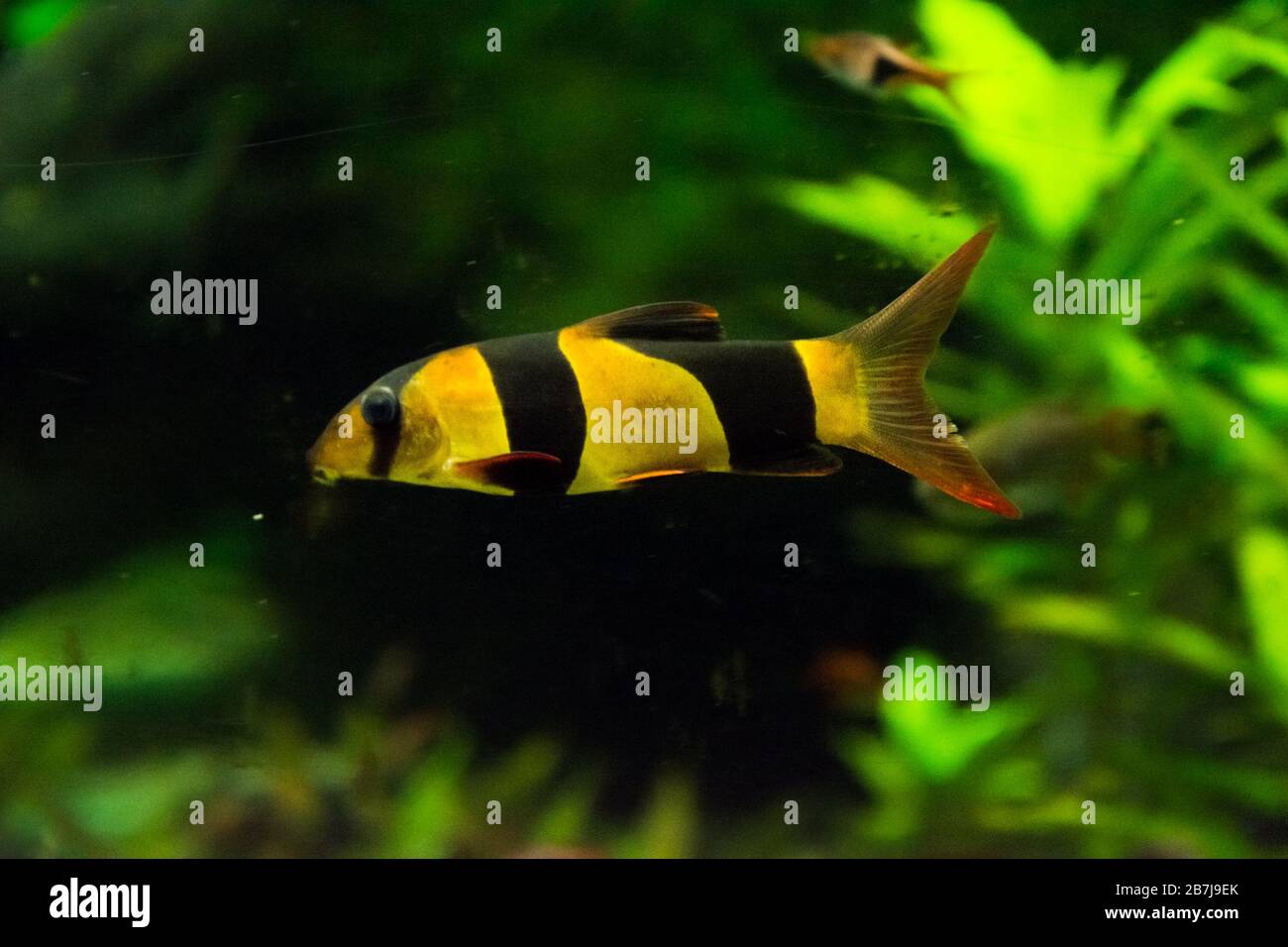 Freshwater aquarium fish, The clown loach from Sumatra and Borneo (chromobotia macracanthus) Stock Photo