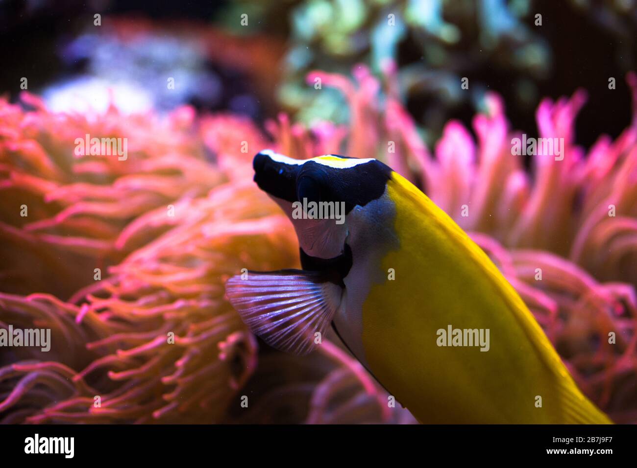 The foxface rabbitfish (Siganus vulpinus). Tropical marine aquarium fish Stock Photo