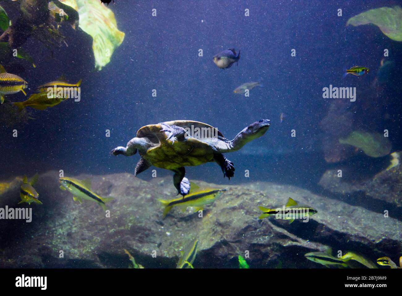 Freshwater aquarium turtle, chrysemis, trachemis and more species in aquarium Stock Photo Alamy