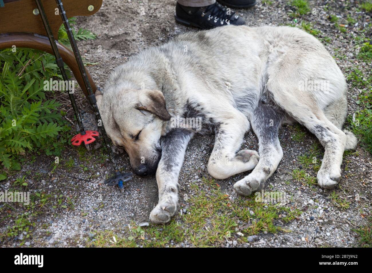 Dog sleeps on ground near trekking poles and wooden chair Stock Photo