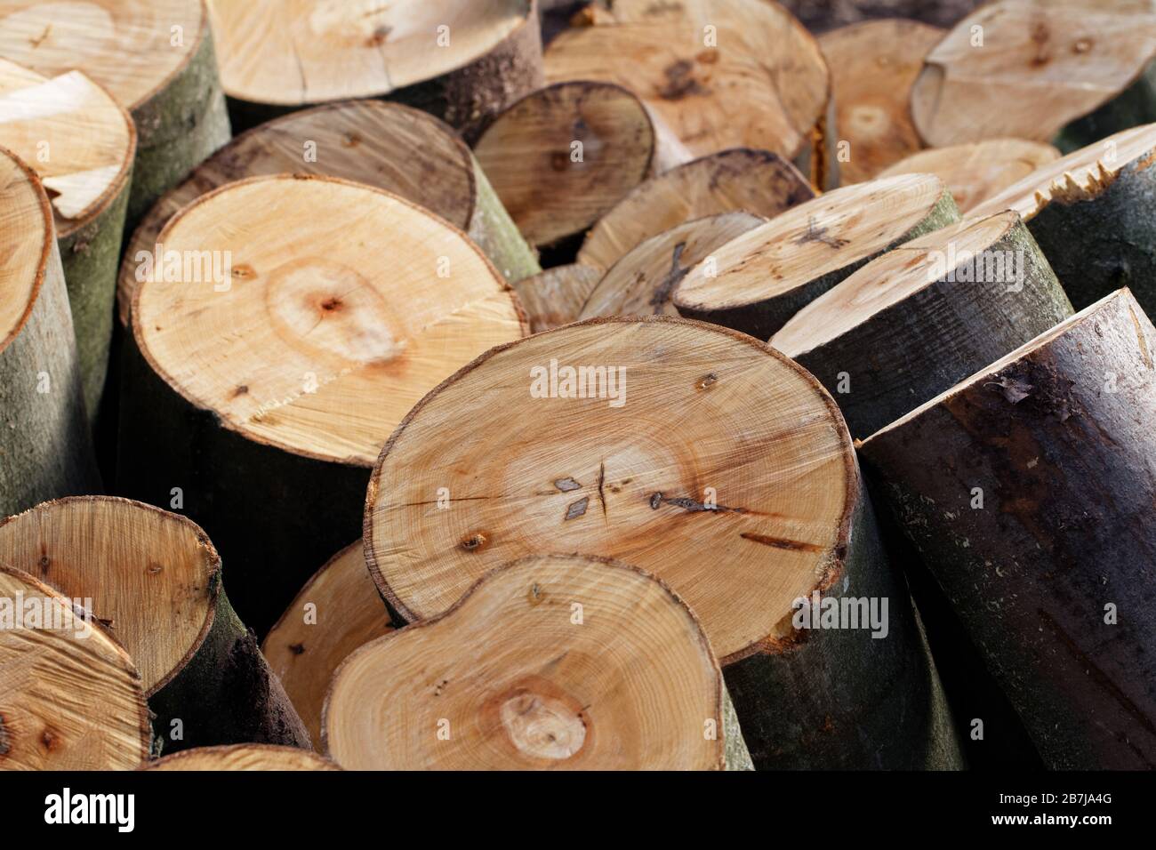 Timber Harvesting: Pile of Freshly Cut Beech Tree Sections Stock Photo