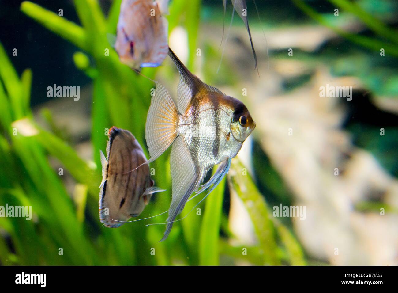 Freshwater aquarium fish, Angelfish from Amazon river, pterophyllum scallare (altum) Stock Photo