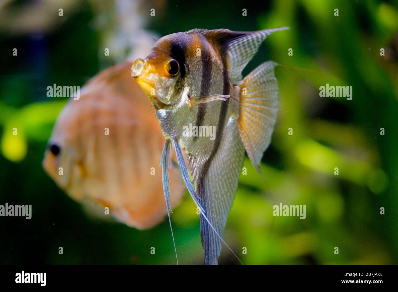 Amazon river fish colombia hi-res stock photography and images - Alamy
