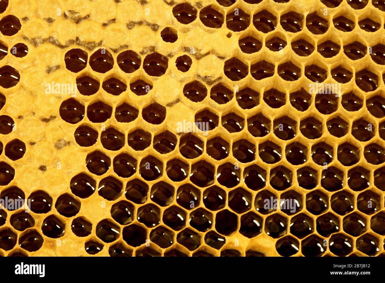 Fresh Honey II: closeup of fresh mature honey filled in the partly covered cells of a honeycomb Stock Photo